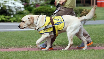 Dog guide