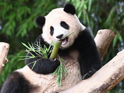 Panda World
