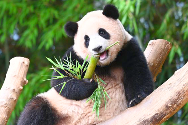 Panda World image