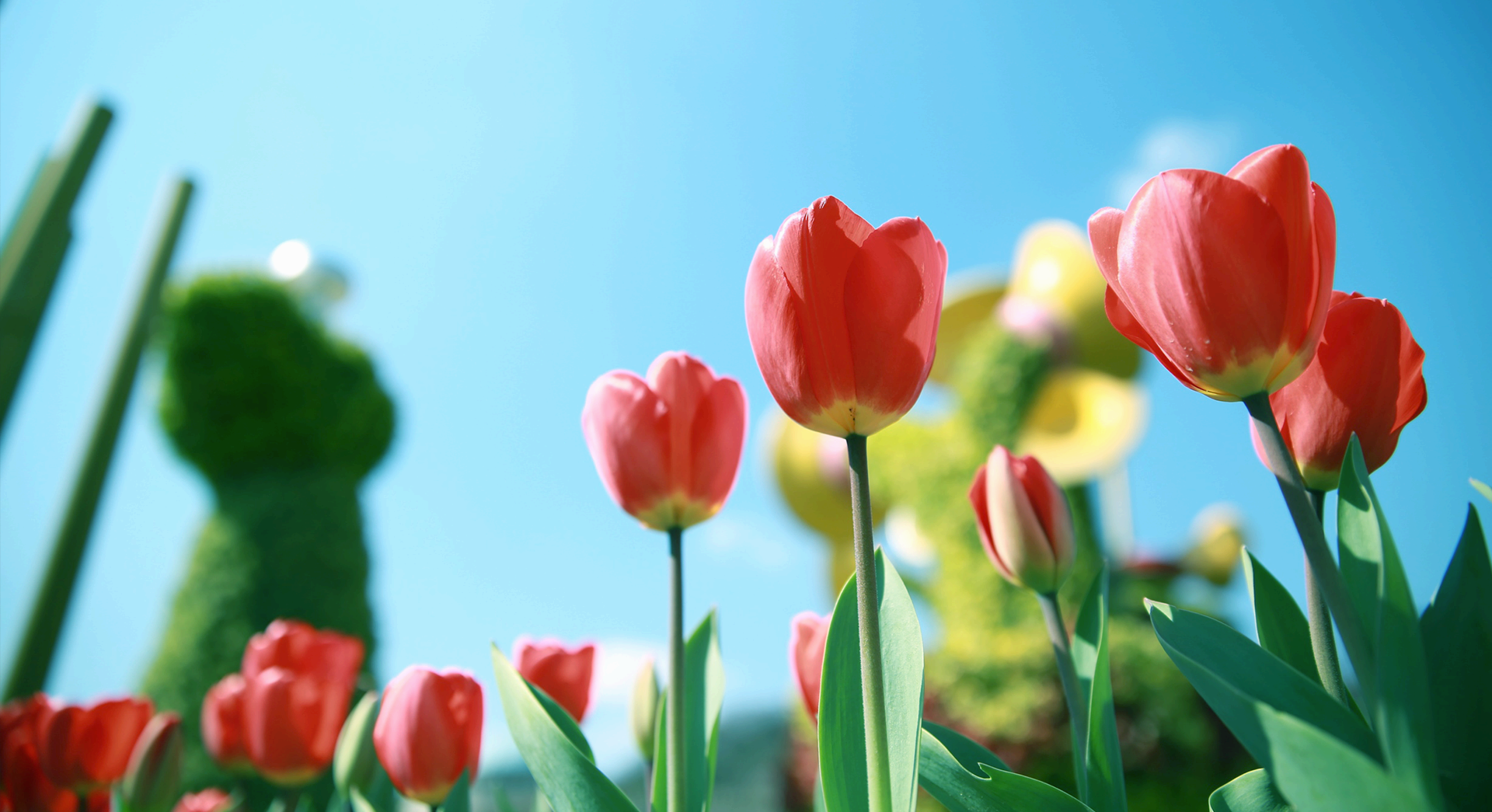Tulip Festival