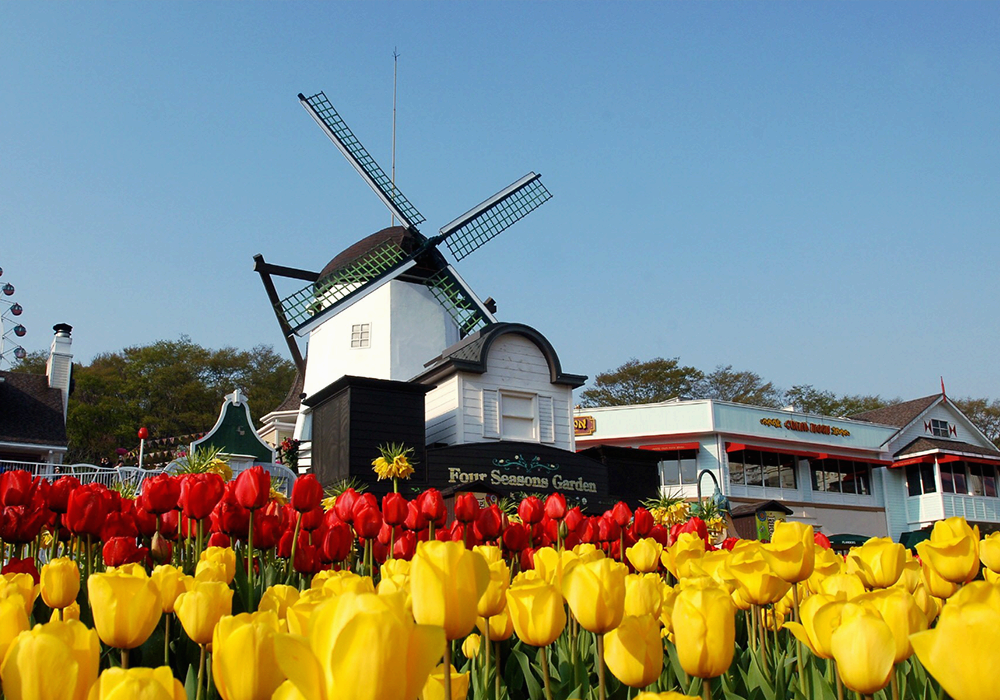 tulip 01