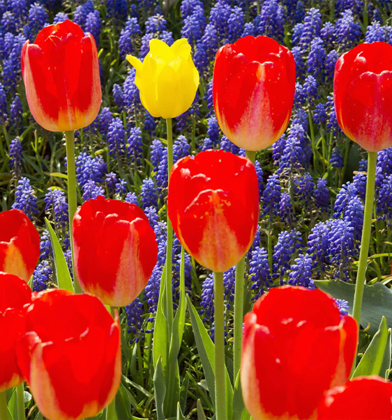 tulip 02