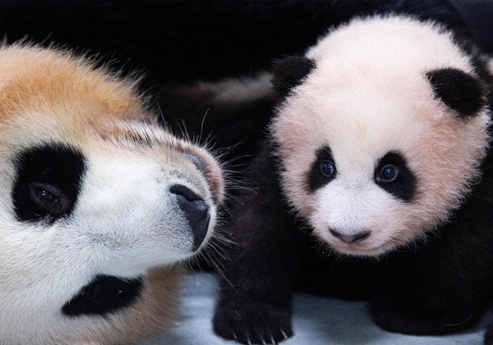 panda pictures