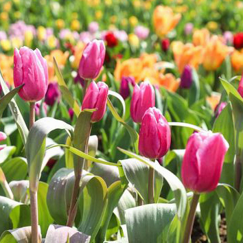 tulip pictures