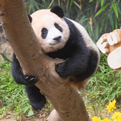 Panda World